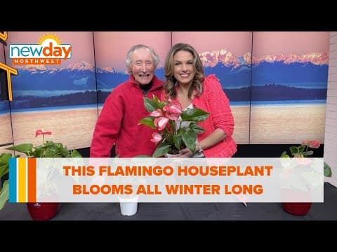 This flamingo houseplant blooms all winter long - New Day NW