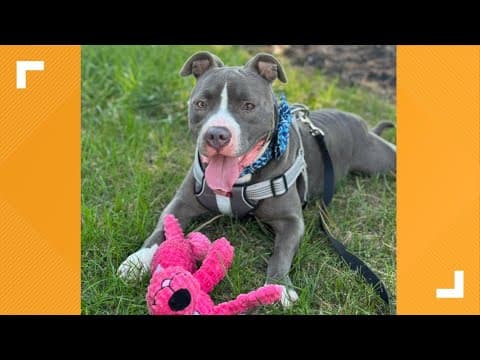 Indianapolis Animal Care Services' Pets of the Week for 11-23-2024