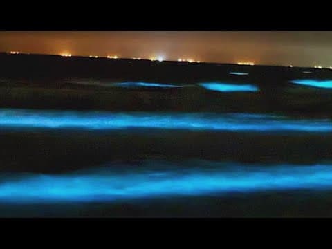 Bioluminescent algae called 'sea sparkle' lights up beach near Galveston