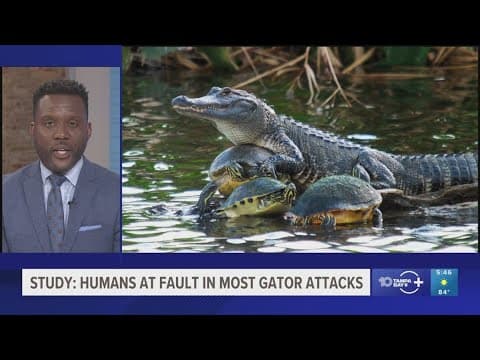 Study: People, not alligators, are at fault in most bite cases