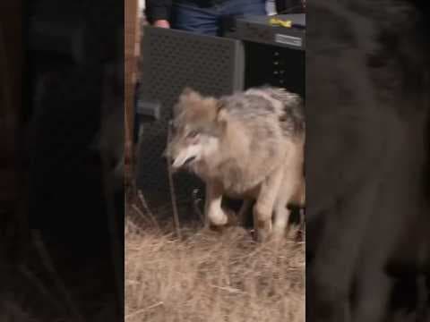 Wolf Found Dead in Colorado Was Likely Killed by Mountain Lion