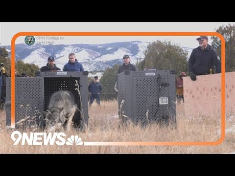 Report confirms Canadian gray wolf death in Colorado