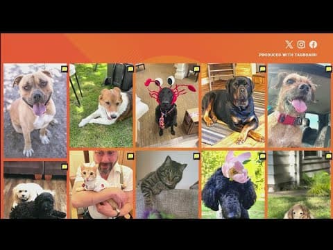 Celebrate National Pet Day with KING 5 and share your photos