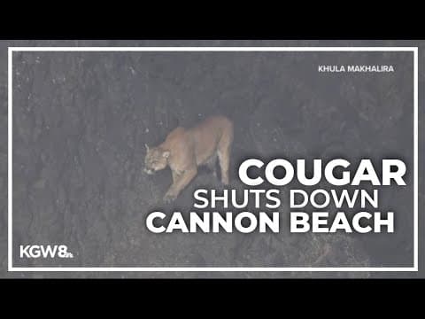 Cougar spotted on Haystack Rock leads to Cannon Beach closure