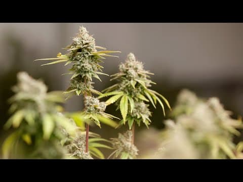 Ohio Senate approves bill to expand medical marijuana program