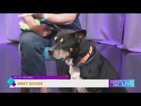 Pet of the Week: Let's find Goose a home