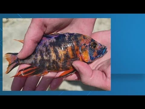 If you catch a certain type of fish in Texas waters, the state wants to hear from you