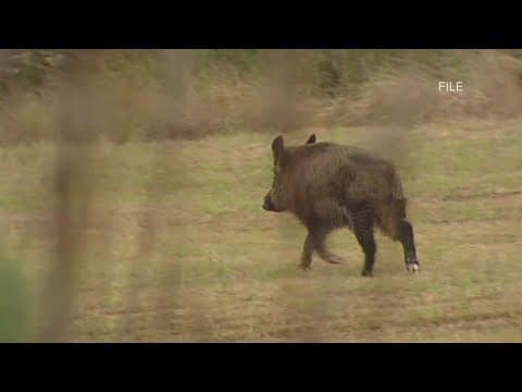 Hogs running wild in St. Charles Parish