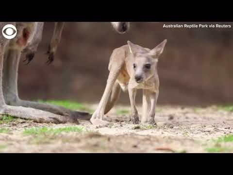 Baby kangaroo takes its first hops