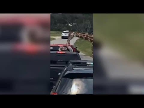 Giraffe picks up toddler at Texas drive-thru safari