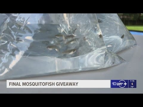 Hillsborough County residents line up for final mosquitofish giveaway to fight biting pests