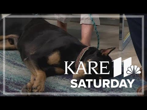 Setting your dog up for obedience success