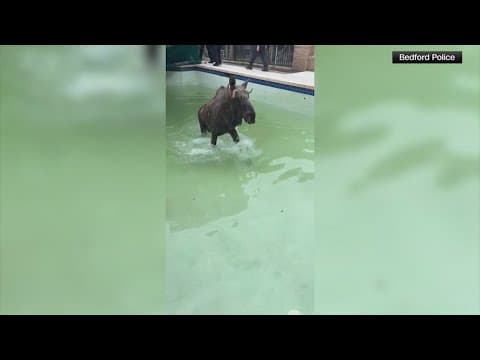 Moose rescued after getting stuck under pool's cover