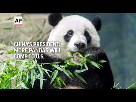 More pandas will be coming to the U.S., China's president signals