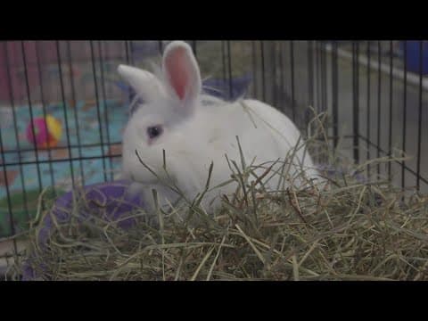 Think again before buying bunnies as Easter gifts