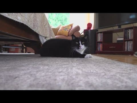 State legislation causes pet insurance to go up, impacting San Diego family