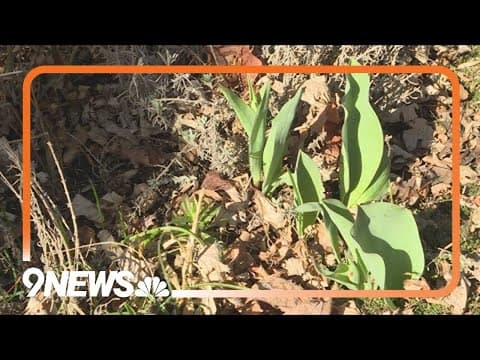 Proctor's Garden: Early spring tasks