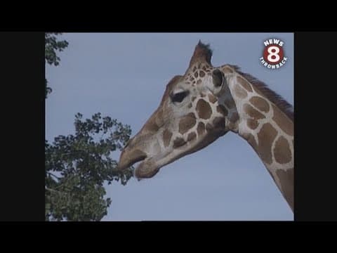 Veterinary care at The Wild Animal Park July 1994