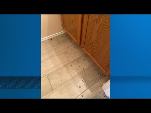 How to get rid of pesky bugs finding refuge from the heat inside your homes