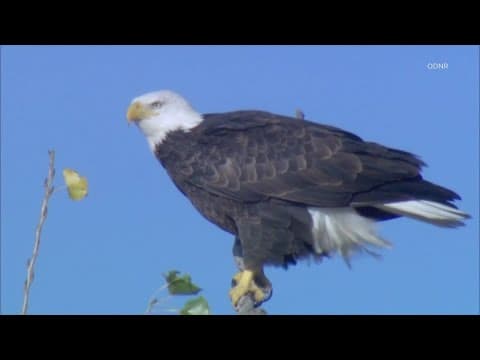 ODNR reports 'dramatic' recovery for bald eagle population following this year's census