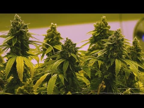 North Texas judge to decide the fate of a marijuana ordinance