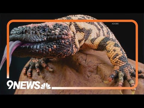 Gila monster 'latched' onto owner's hand, animal control report says