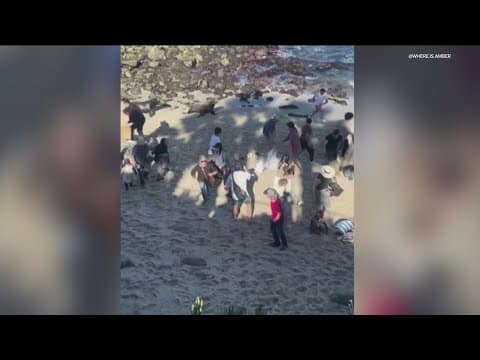 Sea lions caught on camera charging crowd of visitors at La Jolla Cove