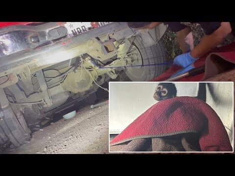 'Pretty rare one' | Houston police help rescue small monkey from underneath truck