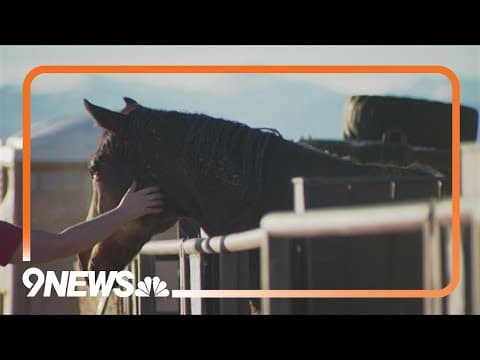 Equine therapy helping veterans work through relationships