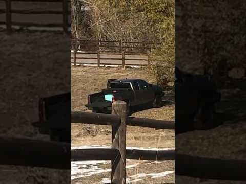 Mule Deer Buck Illegally Poached Near Denver