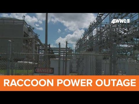 Raccoon 'trash bandits' to blame for blackouts in Houma in Louisiana