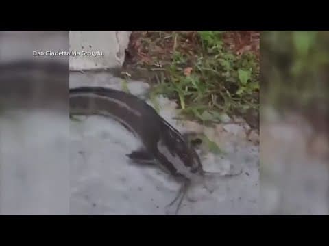 Catfish found swimming in driveway in Florida