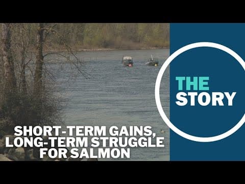 Despite an uptick in salmon returns expected, researcher doubtful it's a sign of overall recovery