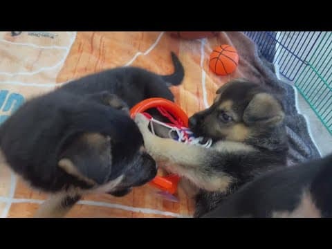 SDHS's March Meowness | Enter your pet to win photo contest during March Madness