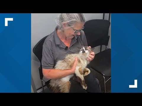 Joyful reunion: Woman back together with cat missing 11 years