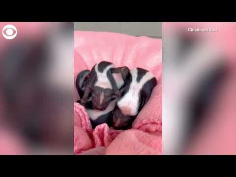 Baby skunks get first vet check-up at Cincinnati Zoo