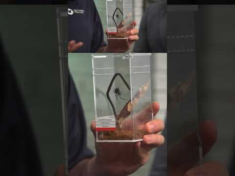 Western black widow: Dispelling myths about a misunderstood spider