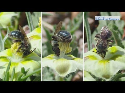 This new blue marvel found in Texas and Oklahoma has researchers buzzing