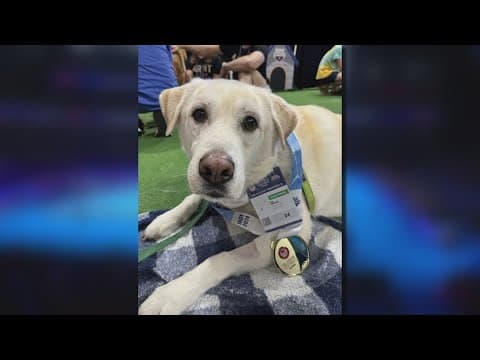 Remembering Izzo, the U.S. Swim Trials therapy dog