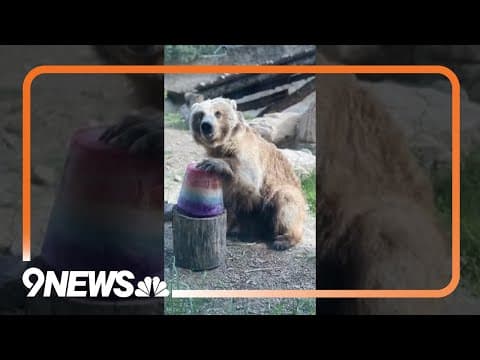 How Do Zoo Animals Stay Cool In Triple-Digit Heat?