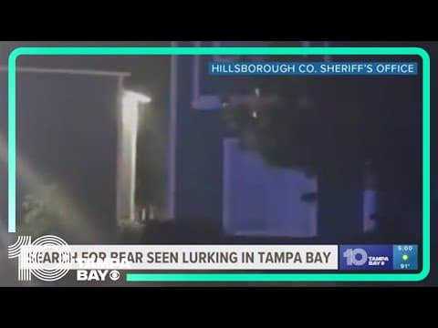 Black bear spotted in Tampa area — here's how to keep it away