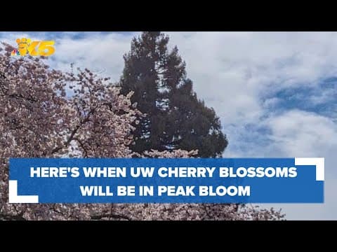 Here's when the UW cherry blossoms will be in peak bloom this year