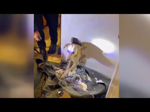 Firefighters rescue dog trapped in walls of California family's home