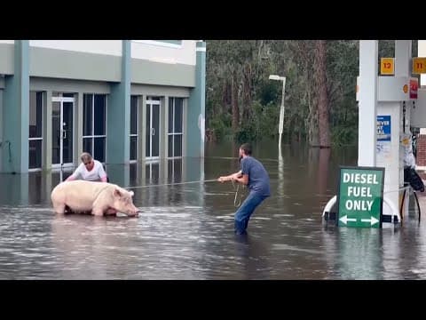 Rescuers rescue pig from flooding after Hurricane Milton