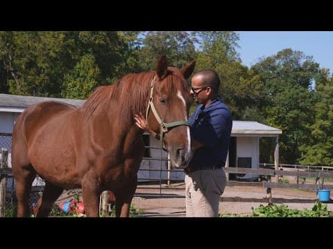 Gaithersburg horse rescue supports animals and veterans alike