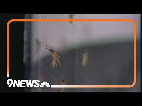 Denver records first West Nile virus case of 2024