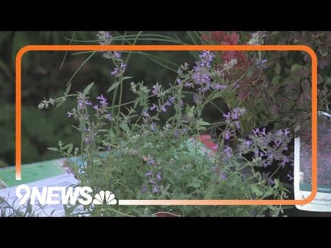 What you can do with your yard