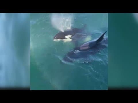 Orcas spotted off La Jolla coast