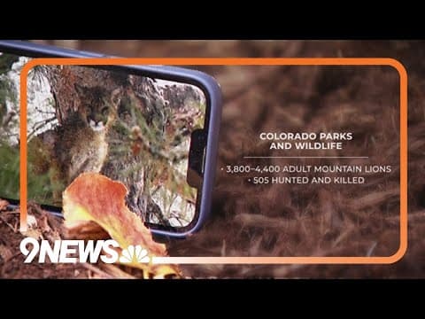 Mountain lion hunting ban to go before Colorado voters