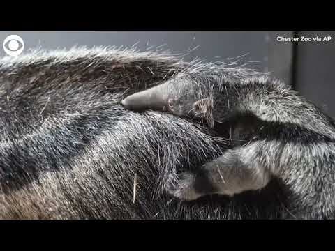 Rare baby giant anteater born at zoo in England